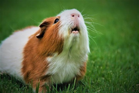 Guinea pig on grass