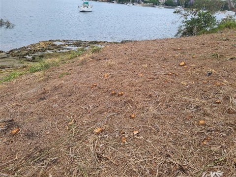 Cleared land with visible tree stumps in the foreground. The Lane Cove River is in the background.