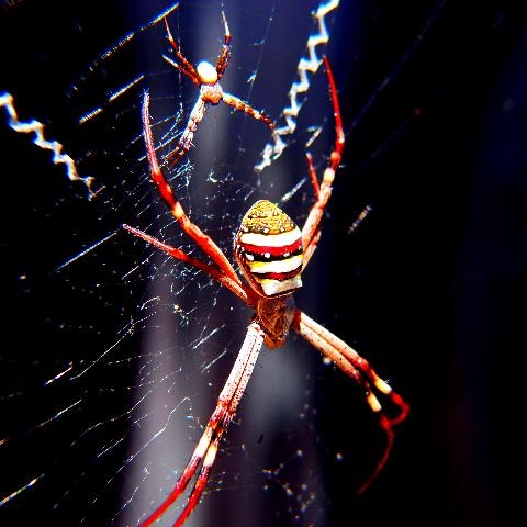 Wild about lane cove winner - St Andrews Cross Spider