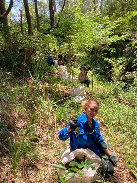 Volunteers removing weeds on slope