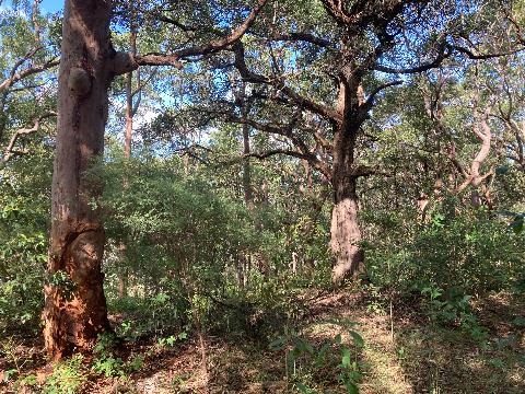Woodland vegetation on site