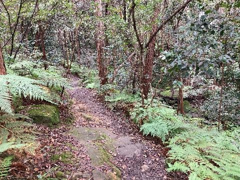 Ferny track along creek
