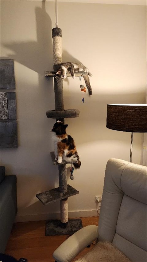 Two cats sitting on an indoor cat tree