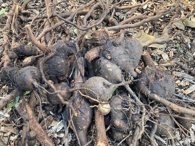 Acetosa weed close up of underground tubers 