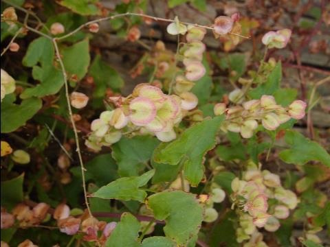 Turkey Rhubarb weed with seeds