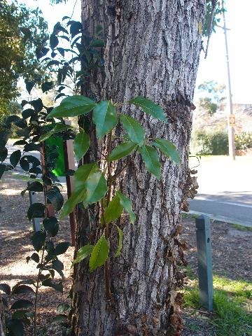 Rough bark and small branch