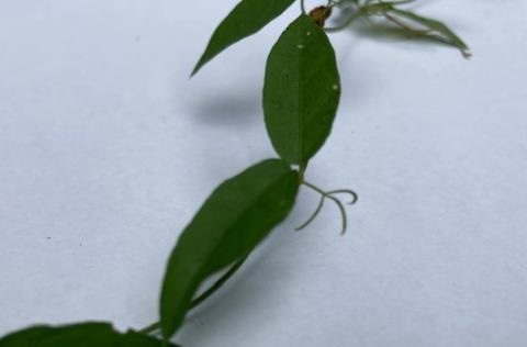 Close up showing hooked tendril