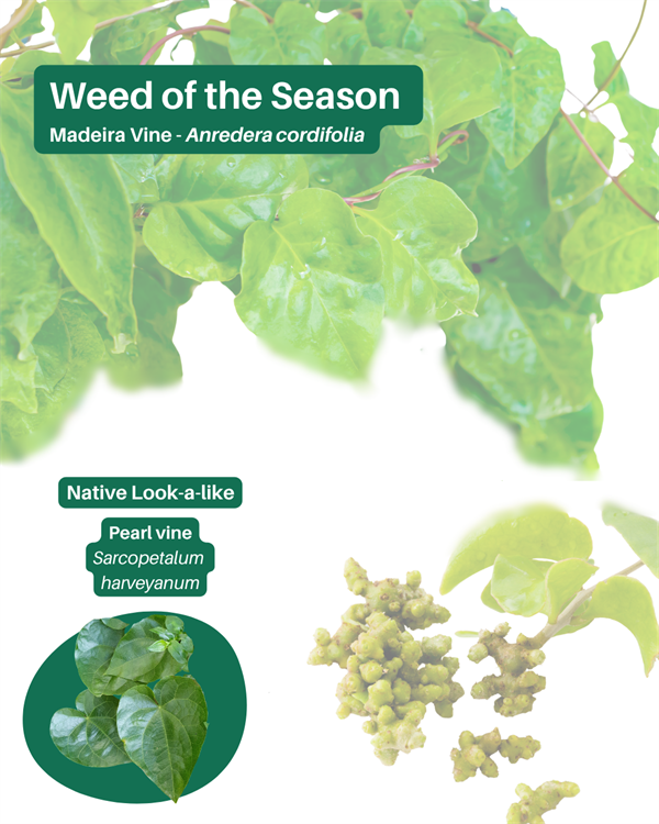 Weed-of-the-Season-Madeira-vine-Bushland-Winter-2025.png