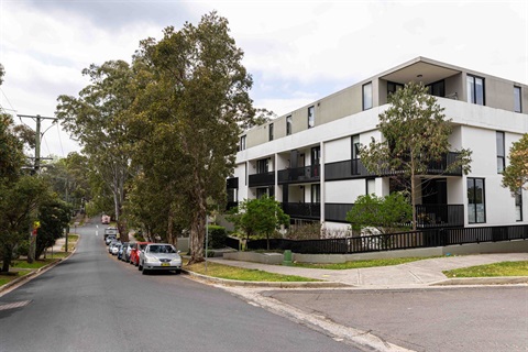 trees on neighbouring property.JPG